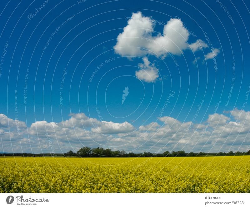 Canola cloud Yellow Nature Summer Wood flour canola field blue clouds oil environment fresh light agriculture trees