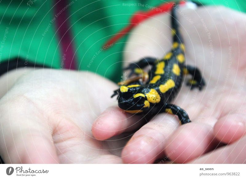 Lurchi Parenting Kindergarten Child Schoolchild Infancy Life Hand Fingers 1 Human being Nature Animal fire salamander Salamander Amphibian Crawl Glittering