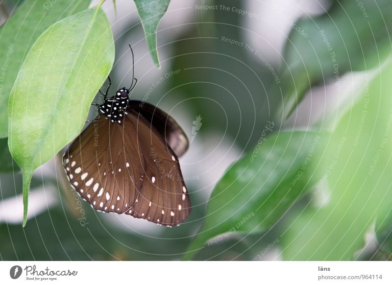 matched Animal Butterfly Wing 1 Relaxation Sit Esthetic Brown Green Colour photo Shallow depth of field