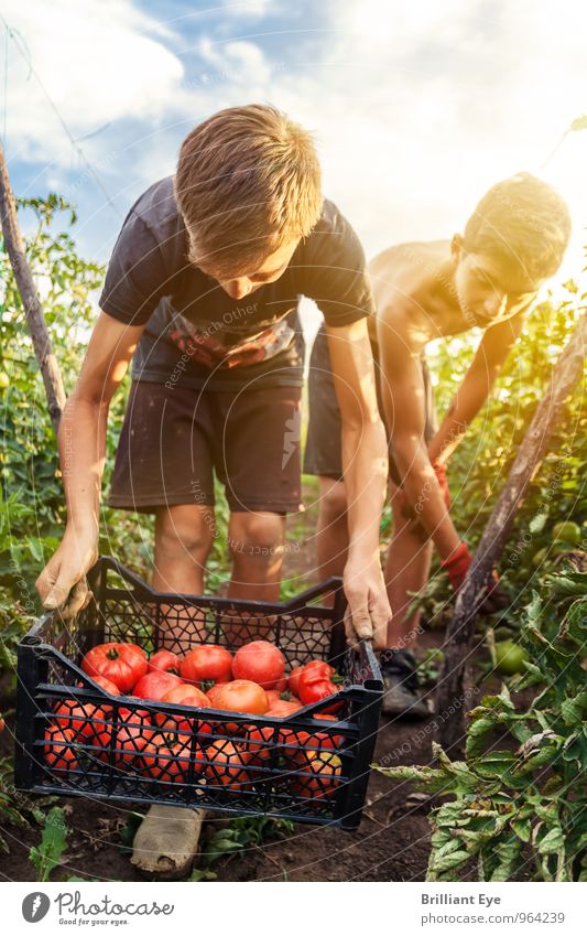 young harvesters pick tomatoes Summer Agriculture Forestry Masculine Boy (child) 2 Human being Nature Sunlight Beautiful weather Agricultural crop Field