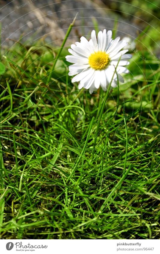 concrete bloom Spring Summer Flower Meadow Daisy Green White Yellow Blossom Grass Depth of field Fresh Hope Beautiful Concrete Enclosed Captured Symmetry