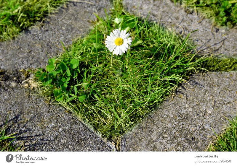 Enclosed Beauty Spring Summer Flower Meadow Daisy Green White Yellow Blossom Grass Depth of field Fresh Hope Beautiful Concrete Captured Symmetry Rectangle Lawn
