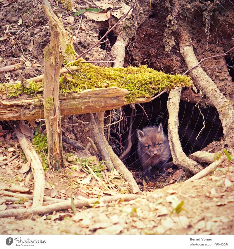fox's den Beautiful Nature Animal Forest Baby animal Small Curiosity Cute Brown Green Protection Fox Earth hole Foxs den Hiding place Cave Nose Pelt Root Tree