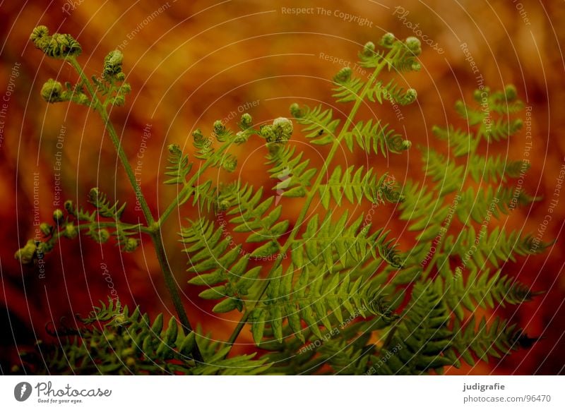 fern Plant Fist Green Convoluted Growth Flourish Romance Enchanted forest Summer Physics Brown Colour polypodiophyta Shoot pteridophyta Pteridopsida Plantlet