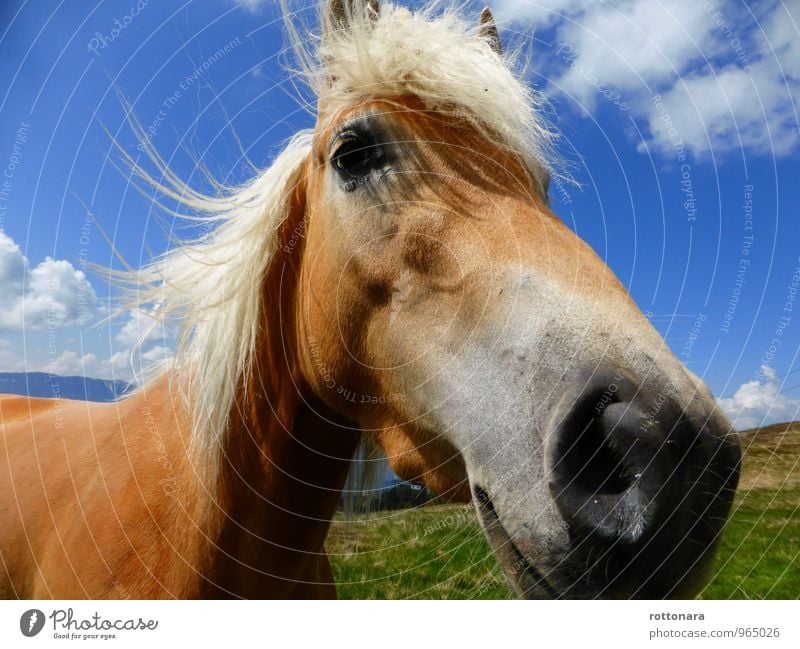 happy horse Landscape Animal Pet Horse 1 Friendliness Large Good Natural Blue Brown Green Contentment Love of animals Pride Elegant Energy Freedom Power Nature