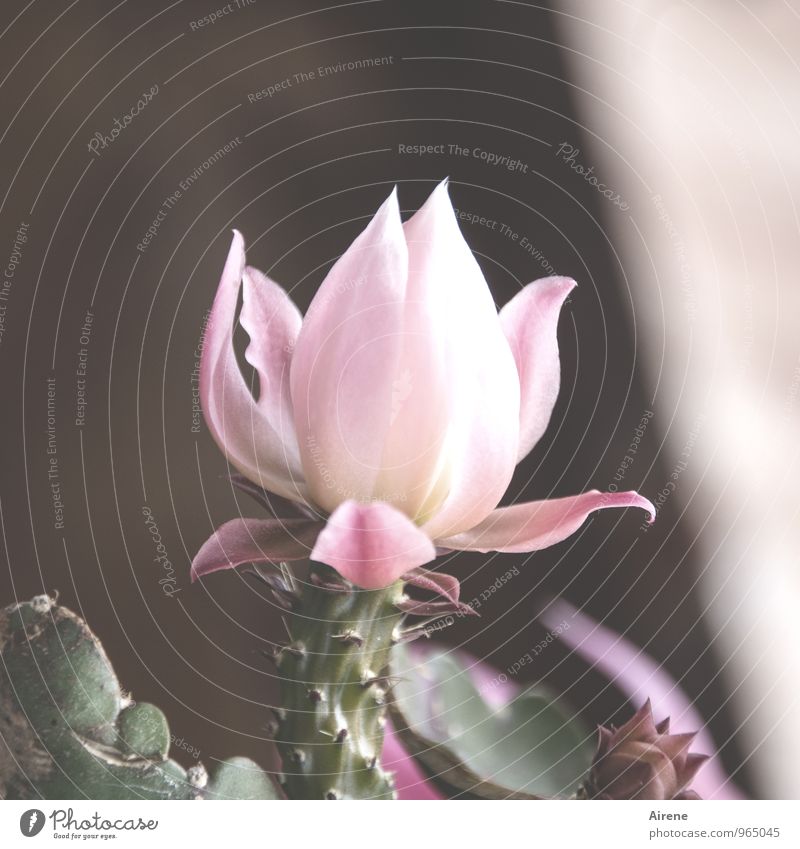 blooming Christmas Plant Winter Cactus Blossom Christmas cactus Blossoming Exotic Thorny Pink Noble Colour photo Exterior shot Deserted Copy Space right