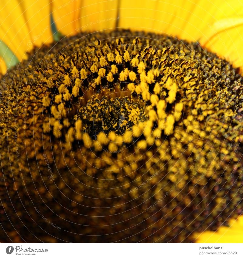 closer to sun Sunflower Flower Yellow Brown Plant Near Pollen Blossom Stamen Meadow Joie de vivre (Vitality) Macro (Extreme close-up) Close-up
