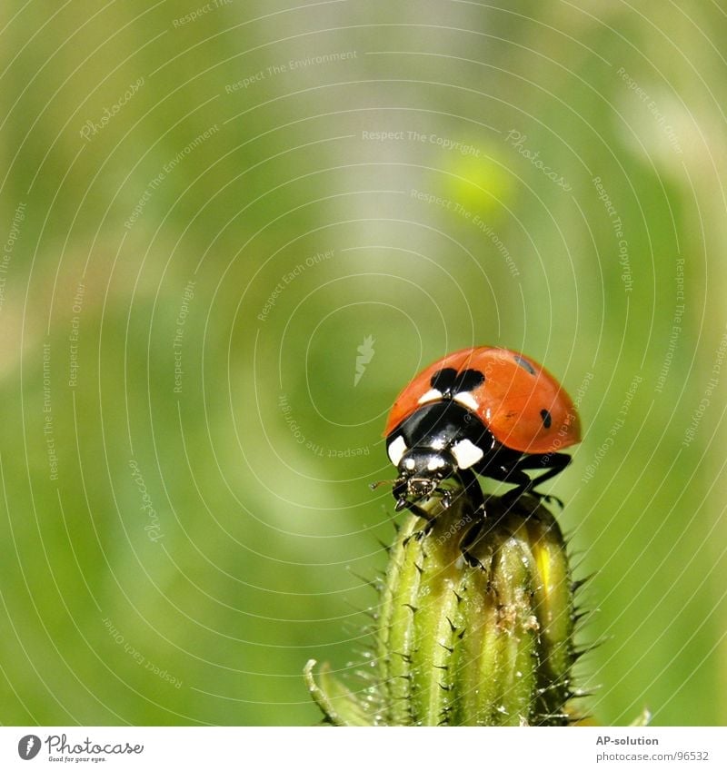 Ladybird *3 Happy Success Nature Animal Grass Beetle Crawl Walking Small Speed Green Red Black Insect Diminutive Feeler Blade of grass Grass green Pests Shorts