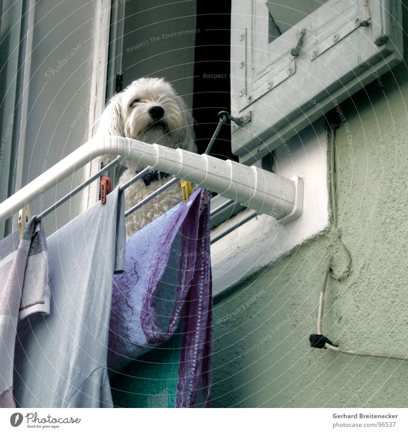 Barker at work Dog Laundry Window Dry Guard Washing day Mammal Wait