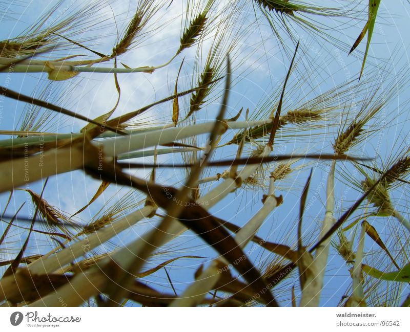 Corn and sky Grain Barley Field Agriculture Food Sky Harvest Ear of corn Worm's-eye view