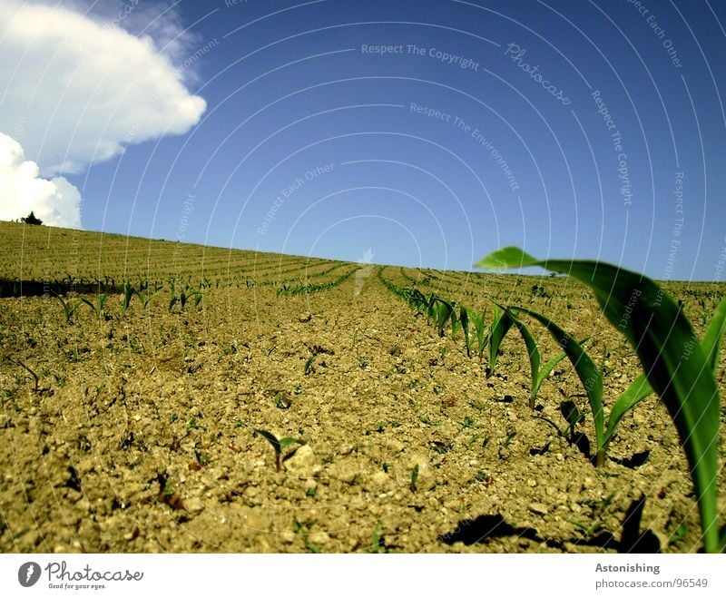 is the rain coming? Environment Nature Landscape Plant Earth Sky Clouds Horizon Summer Weather Beautiful weather Drought Bushes Leaf Agricultural crop Field