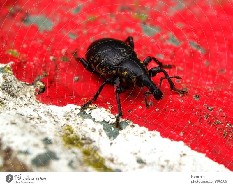 cross-border commuters Weevil Feeler Insect Black Red White Yellow Pelt Animal Plant Grass Crawl Life rostrum Stone Colour Legs