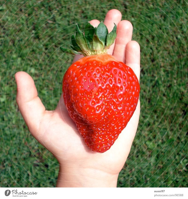 Monsters, mummies, mutations. Hand Grass Might Dimension Genetic engineering Large Colossus Red Gardening Children`s hand Value Fruit Summer Strawberry