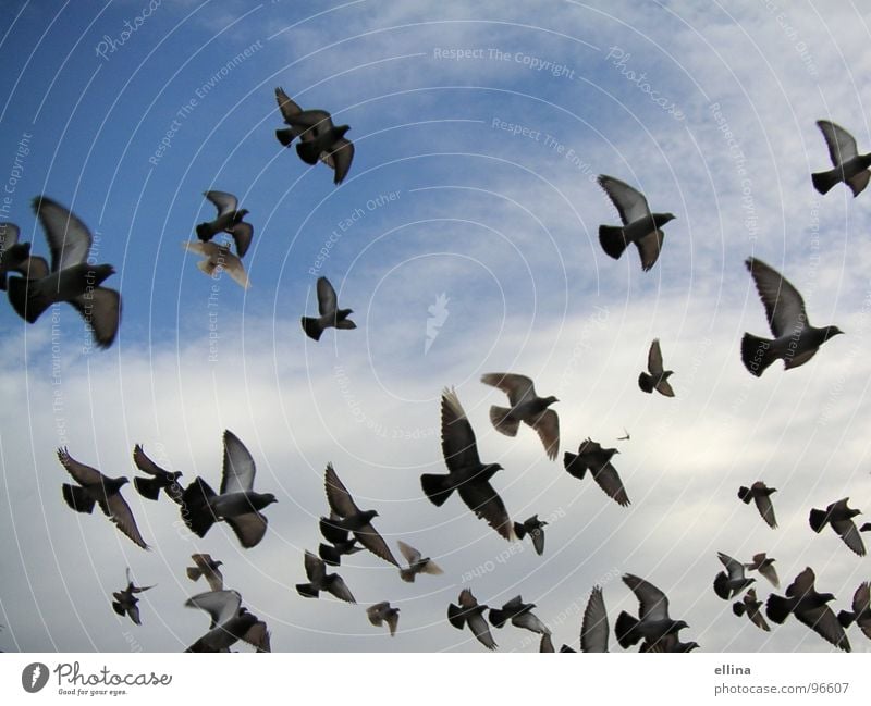 a sea of pigeons in Barcelona Colour photo Freedom Sky Clouds Bird Pigeon Wing Flying Far-off places Together Above Many Blue Moody Agreed Love of animals Dream