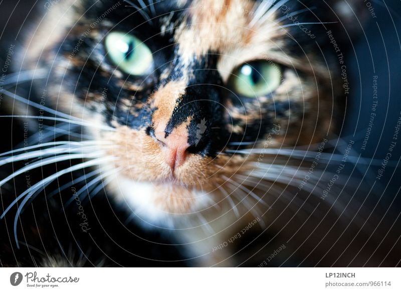 Feed me after midnight! Animal Pet Cat 1 Exotic Creepy Funny Cute Multicoloured Animal portrait Whisker Cat's head Looking Looking into the camera Cat eyes