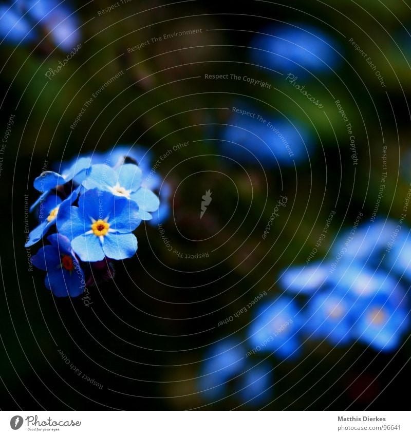 shining Flower Blossom Blur Glittering Glimmer Hover Black Yellow Forget-me-not Balcony Plant Breathe Air Summer Leisure and hobbies Blue Garden