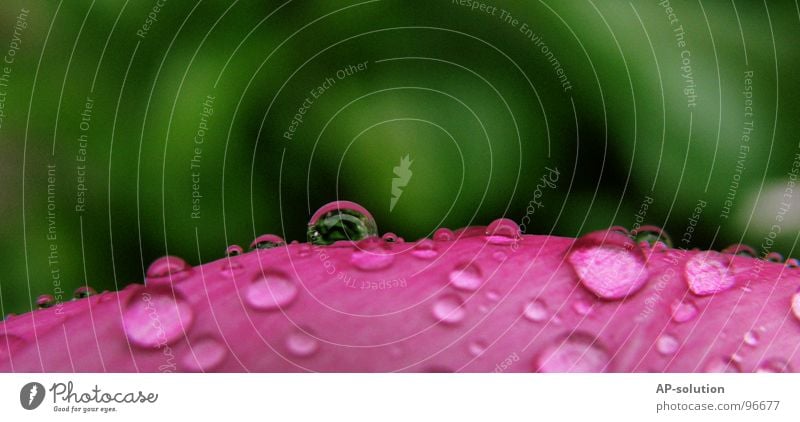 Drops *7 Rain Macro (Extreme close-up) Fresh Wet Damp Leaf Reflection Near Green Grass green Round Glittering Water Calm Easy Perfect Pink Close-up Concentrate