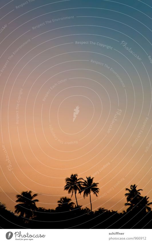 ...and then go to sleep Plant Tree Dark Orange Black Silhouette Palm tree Palm frond Palm beach Palm leaf wallpaper Exotic Background picture Twilight Night sky