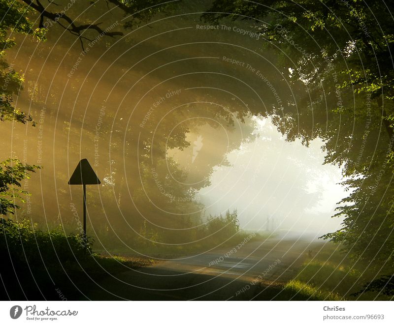 in the morning at 6.07 am Fog Morning Sunrise Physics Tree Tunnel Romance Summer Northern Forest Celestial bodies and the universe Lighting sweat Warmth Street