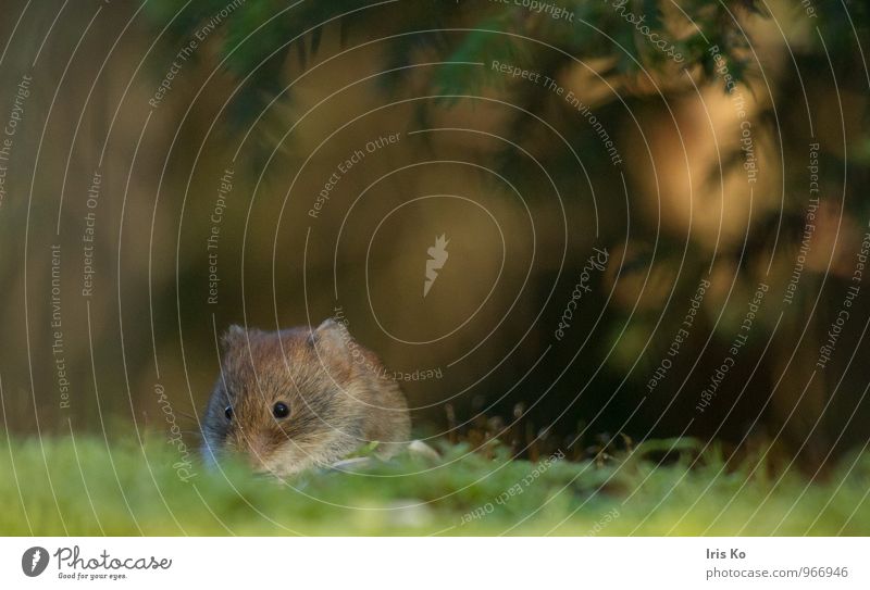 Pontiki Nature Animal Sunrise Sunset Forest Wild animal Mouse Pelt 1 Small Natural Cute Brown Perspective Environment Colour photo Exterior shot Twilight