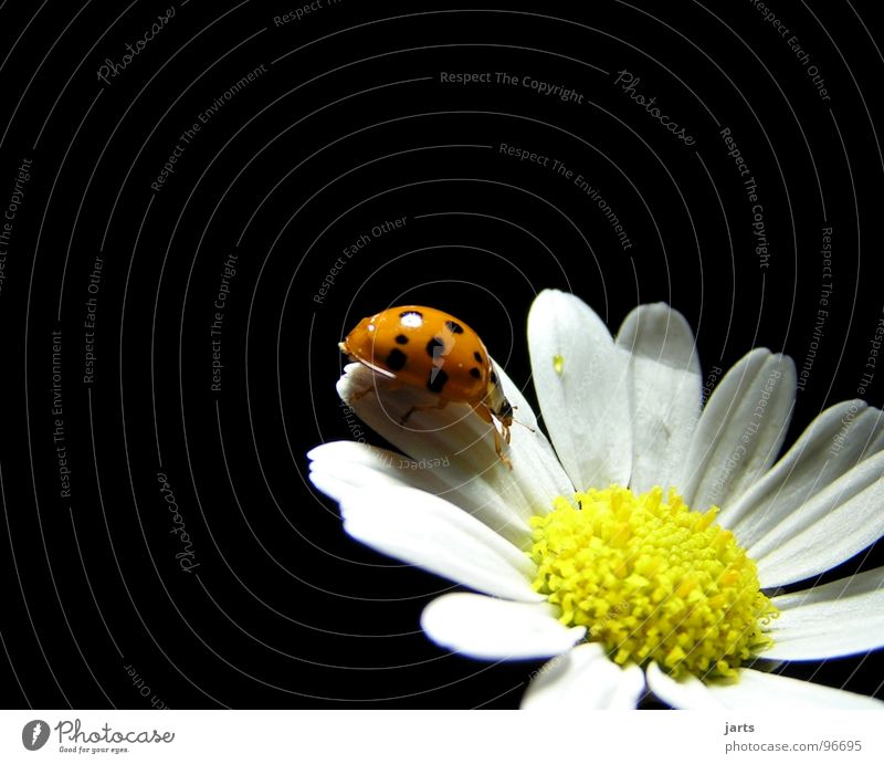 M+M Ladybird Flower Summer Blossom margarite Beetle Point jarts Marguerite