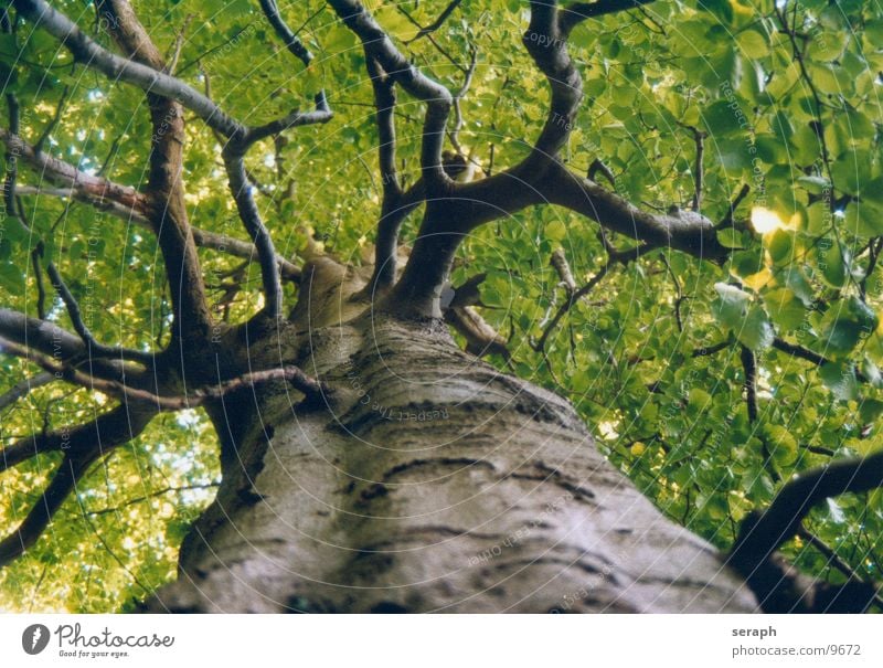Ancient Beech Tree Beech tree Beech wood Forest Beech leaf Leaf Tree trunk Rachis Treetop Leaf canopy Deciduous tree Tree bark Growth Plant Branch ramified