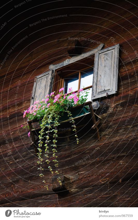 alpine style Living or residing Summer Plant Flower Pot plant House (Residential Structure) Wooden house Facade Window Blossoming Hang Authentic Friendliness