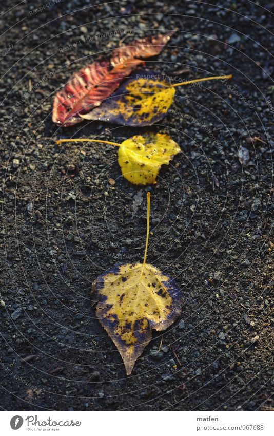 black red-gold Nature Plant Earth Leaf Lie Gold Red Black Direction Colour photo Exterior shot Deserted Copy Space left Copy Space right Day Contrast Sunlight