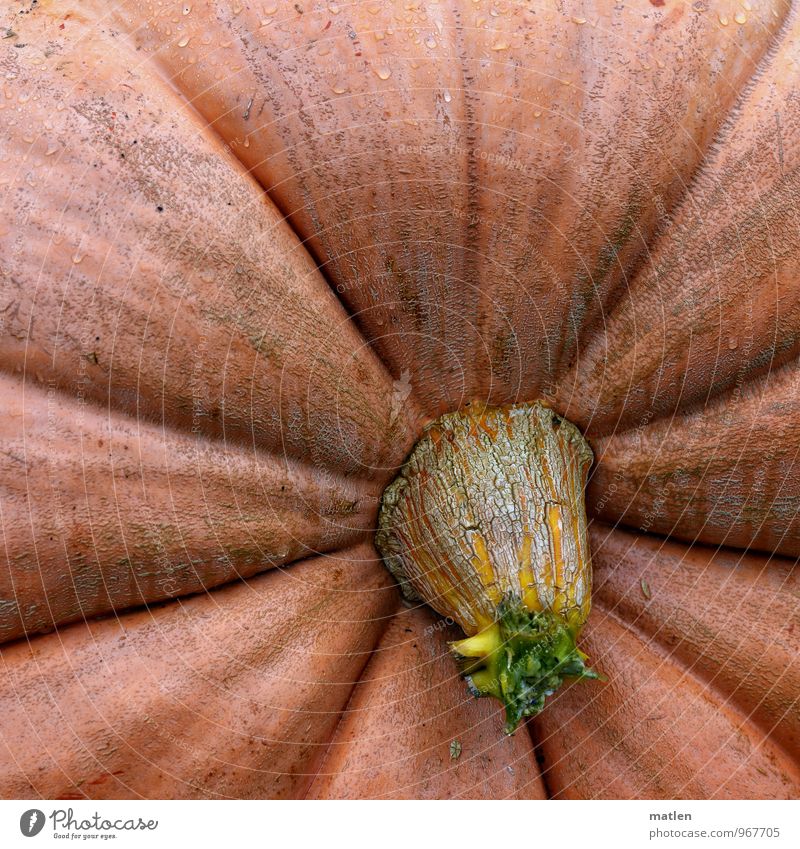 nipple Nature Plant Autumn Agricultural crop Brown Green Pumpkin wrinkled Exterior shot Pattern Structures and shapes Copy Space top