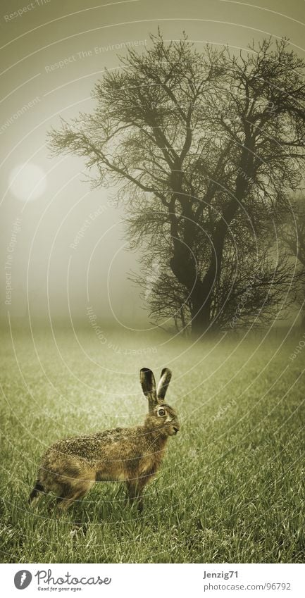 Escape thoughts. Hare & Rabbit & Bunny Meadow Grass Forest Field Morning Fog Autumn Moody Mammal rabbit bunny Joe Weather Fear Running Easter Bunny