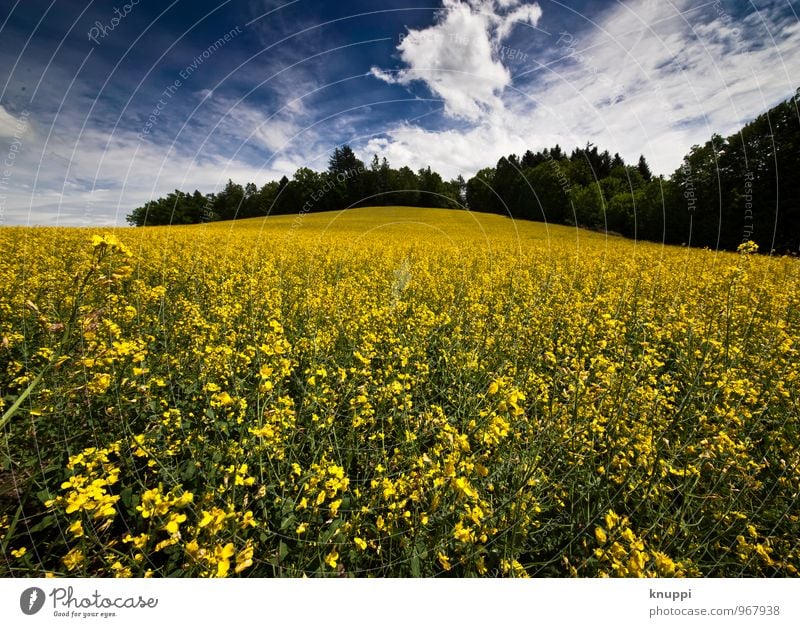 spring! Environment Nature Landscape Plant Sky Clouds Horizon Sun Sunlight Spring Summer Beautiful weather Warmth Flower Leaf Blossom Agricultural crop Canola