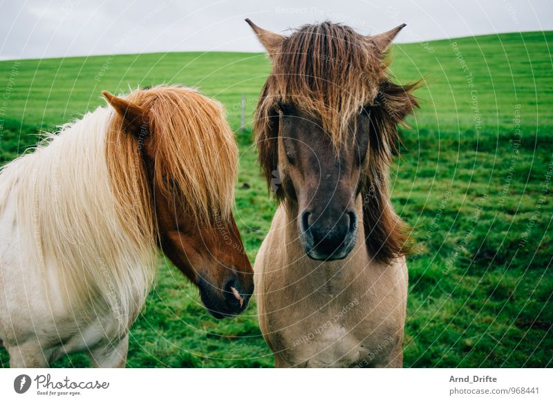 The Two Vacation & Travel Tourism Trip Far-off places Freedom Ride Nature Landscape Plant Animal Earth Sky Meadow Horse Iceland Pony 2 Pair of animals Looking