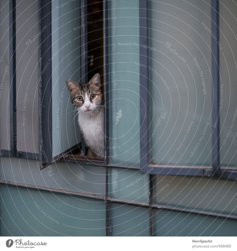What are you looking at? Tel Aviv Facade Window Animal Pet Cat 1 Curiosity Blue Gray White Attentive Watchfulness Fear Skeptical Looking Observe window opening
