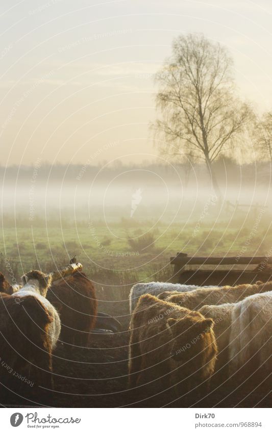 Seven in a pasture Agriculture Forestry Livestock breeding Cattle breeding Landscape Sunlight Autumn Fog Tree Meadow Field Animal Farm animal Cow Cattle farming