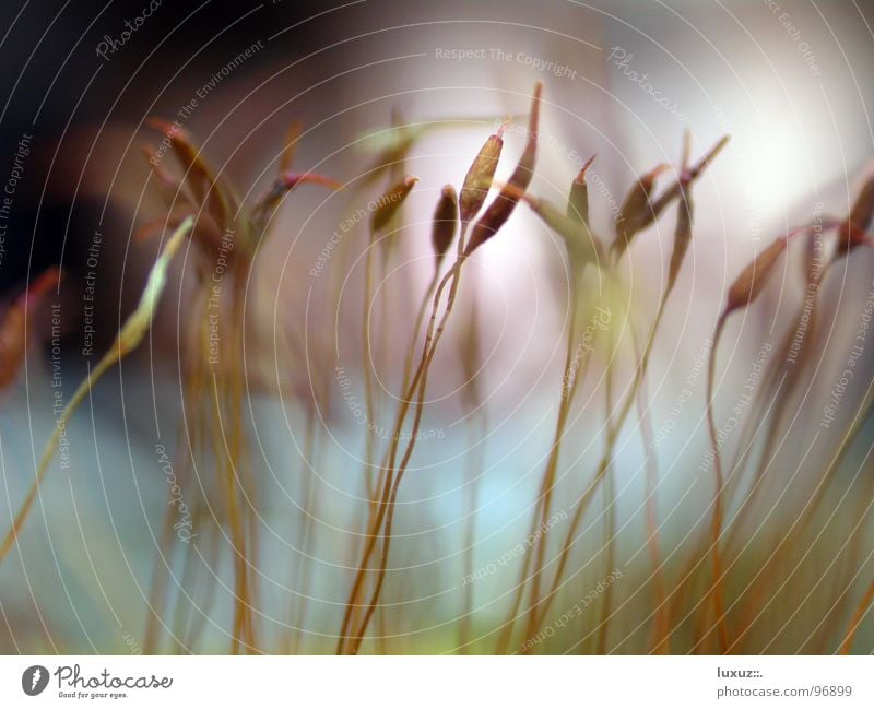 microcosm Macro (Extreme close-up) Plant Blade of grass Stalk Delicate Muddled Close-up Grain Nature Seed