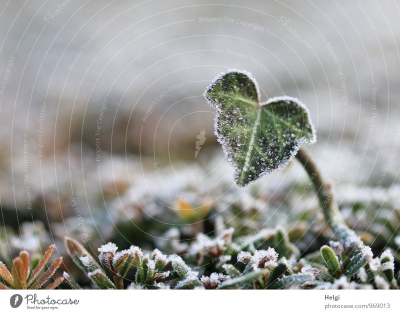 Frosty cold. Environment Nature Plant Winter Ice Ivy Leaf Foliage plant Park Freeze Stand Growth Esthetic Authentic Cold Small Natural Brown Gray Green White
