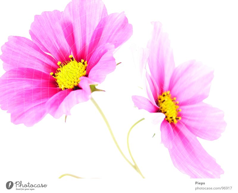 Two pink cosmea flowers (white background) Colour photo Interior shot Neutral Background Contrast Summer Garden Decoration Nature Plant Flower Blossom