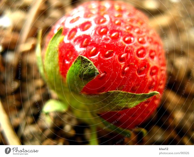 strawberry Macro (Extreme close-up) Close-up Green Sweet Sense of taste Delicious Fruity Sunlight Gastronomy red macro mode fruits Earth daylight Point Stalk