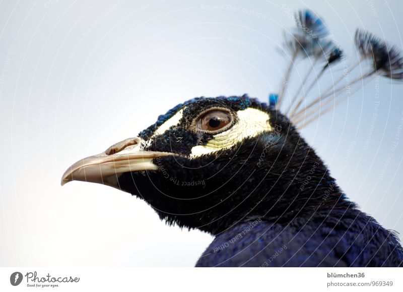 from above Animal Wild animal Bird Animal face Peacock Gamefowl Poultry Peacock feather Eyes Beak Head Observe Looking Esthetic Threat Natural Curiosity