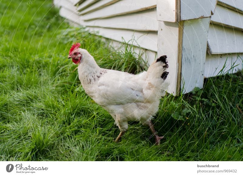 Happy chicken Animal Pet Farm animal Bird Esthetic Simple Friendliness Bright Delicious Natural Soft Green White Contentment Spring fever Safety (feeling of)