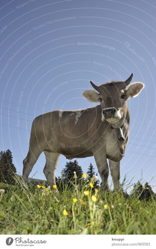 Naturally | Swiss Cliché Cow Environment Nature Landscape Earth Sky Cloudless sky Sun Sunlight Spring Summer Climate Climate change Weather Beautiful weather