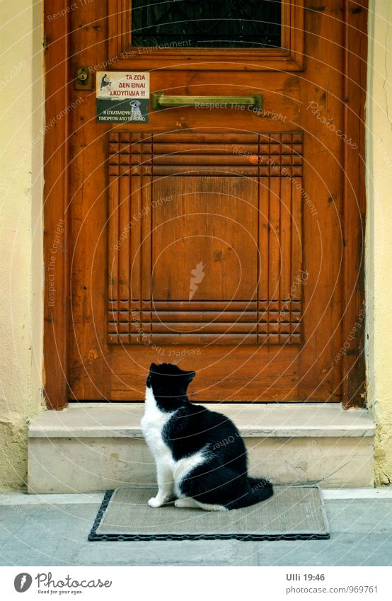 Nothing to understand...... (reading difficulties) Small Town Old town Door Doormat Name plate Alley Pet Cat 1 Animal Characters Signs and labeling Signage