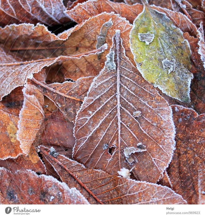 chilly... Environment Nature Plant Winter Ice Frost Leaf Beech leaf Park Old Freeze Lie Authentic Exceptional Uniqueness Cold Natural Brown Green White Moody