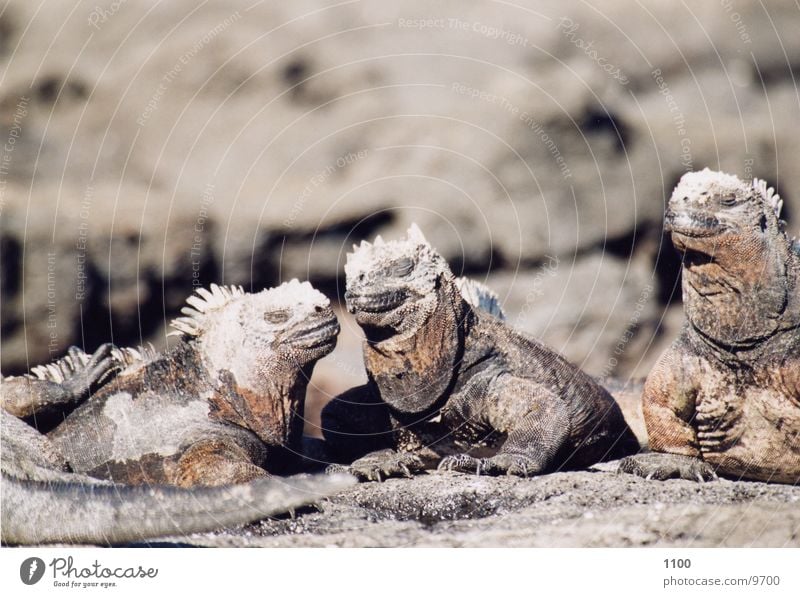 marine iguanas Saurians Marine iguana Galapagos islands Vacation & Travel urtiere
