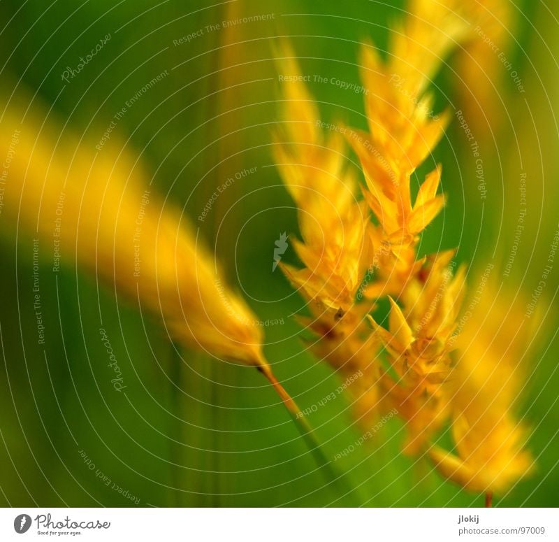 Yellow Gold II Grass Green Stalk Ear of corn Growth Plant Spring Judder Glimmer Meadow Field Pollen panic Lamp Nature Blossoming Fragrance wag Wind Pasture