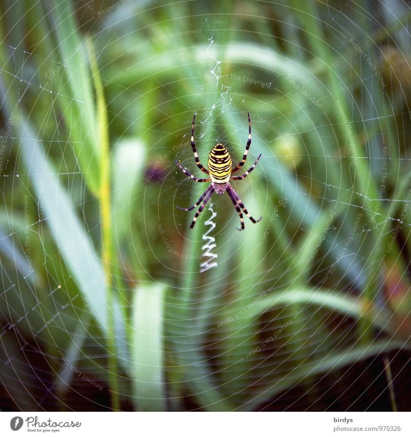 wasp spider Nature Grass Spider Black-and-yellow argiope Spider's web 1 Animal Build Wait Esthetic Disgust Astute Natural Patient Dangerous Planning Survive