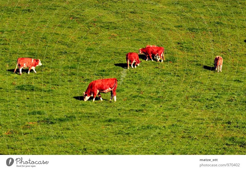 Quad chain in perfection Agriculture Forestry Nature Animal Summer Meadow Hill Alps Farm animal Cow Group of animals Herd Eating To feed Happy Juicy Green Idyll