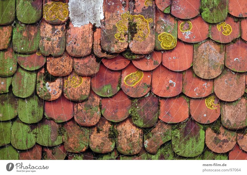 moss roof Roof Brick House (Residential Structure) Wood Skylight Pattern Window Background picture Detail Derelict Old beaver tails Hut Stone proliferate Tile