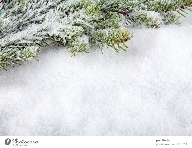Winter Background Elegant Decoration Feasts & Celebrations Nature Plant Ice Frost Snow Snowfall Tree Foliage plant Forest Bright Cold Green White Fir tree
