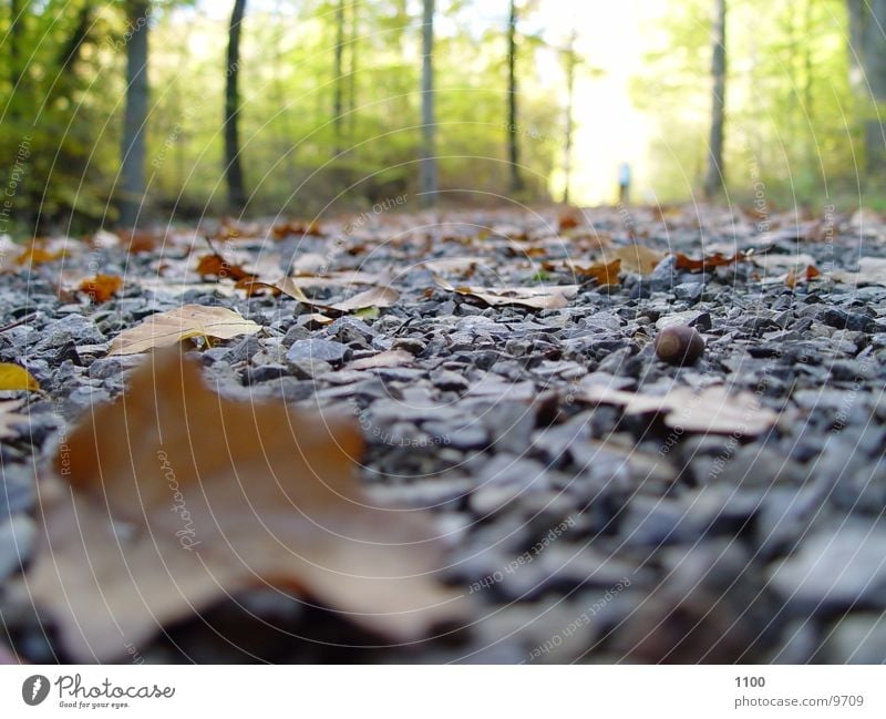 forest path Footpath Leaf Autumn Forest Under Light Tree Transport Street Floor covering Stone
